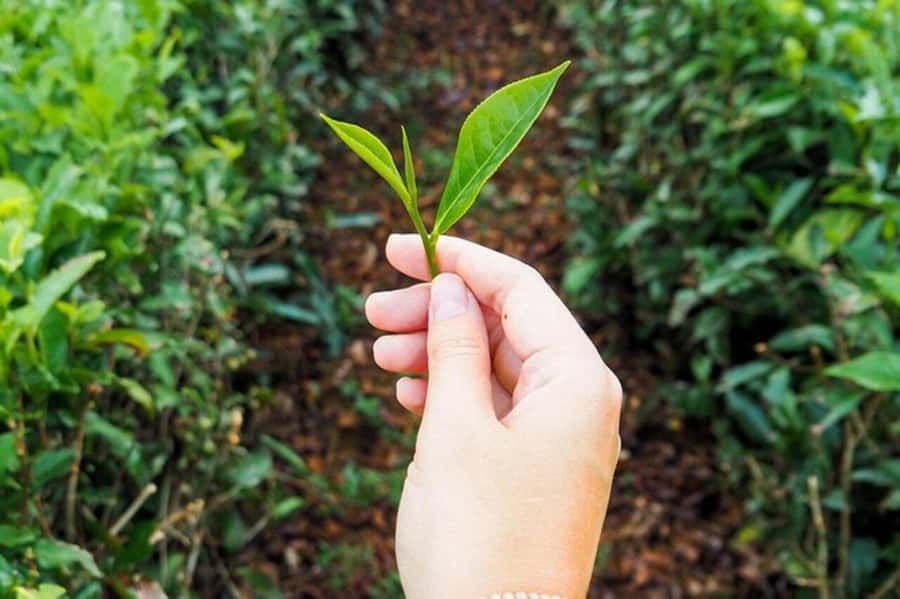 Mauritius: Crocodile Park and Tea Factory Tour with Tasting - La Vanille Nature Park: a different kind of Mauritius day
