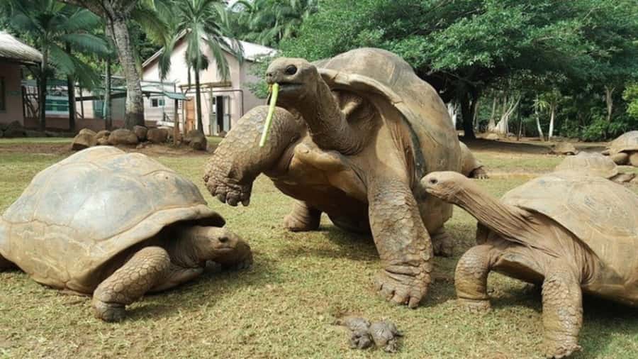 Mauritius: Crocodile Park and Tea Factory Tour with Tasting - Price and value: does $180 per person make sense?