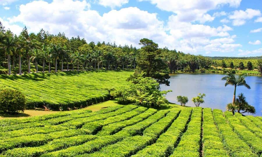 Mauritius: Crocodile Park and Tea Factory Tour with Tasting - Guides and small details that can make or break the day