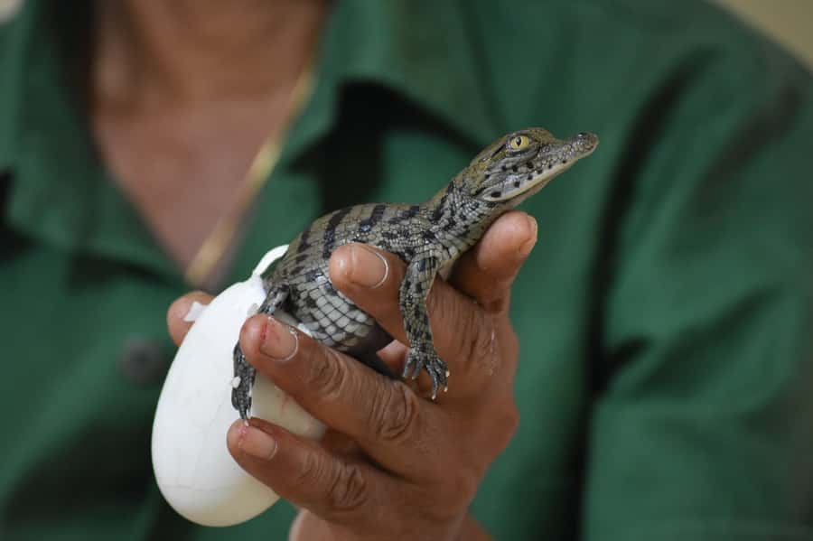 Mauritius: Crocodile Park and Tea Factory Tour with Tasting - Who should book this tour (and who should skip it)