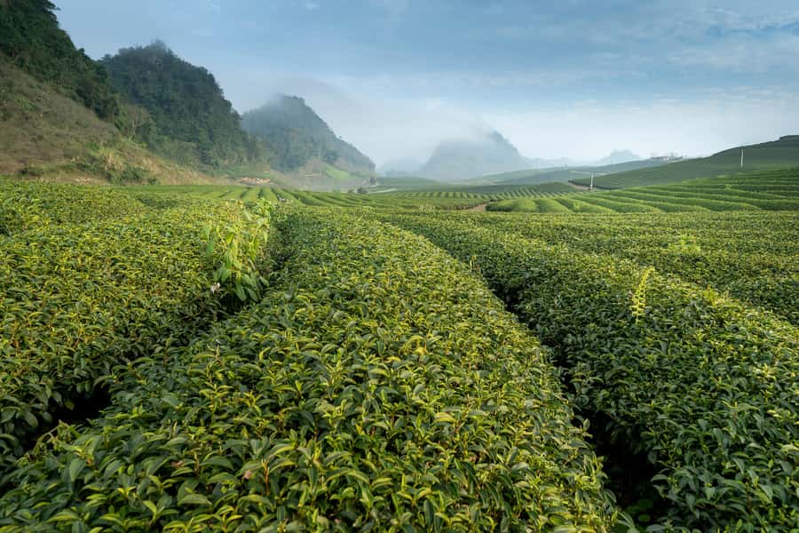 Mauritius: South Coast Tour with Tea Factory & Gris Gris - Tea tasting tips: how to get more out of it