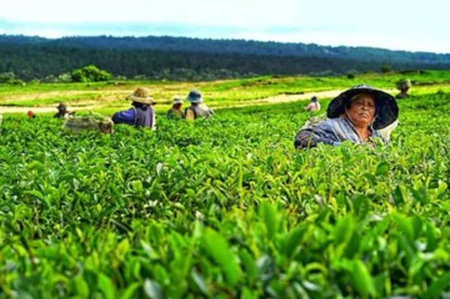 Mauritius: Tea and Sugar Plantation Guided Tour with Lunch - A Tea-and-Sugar Route You Can Smell and Taste