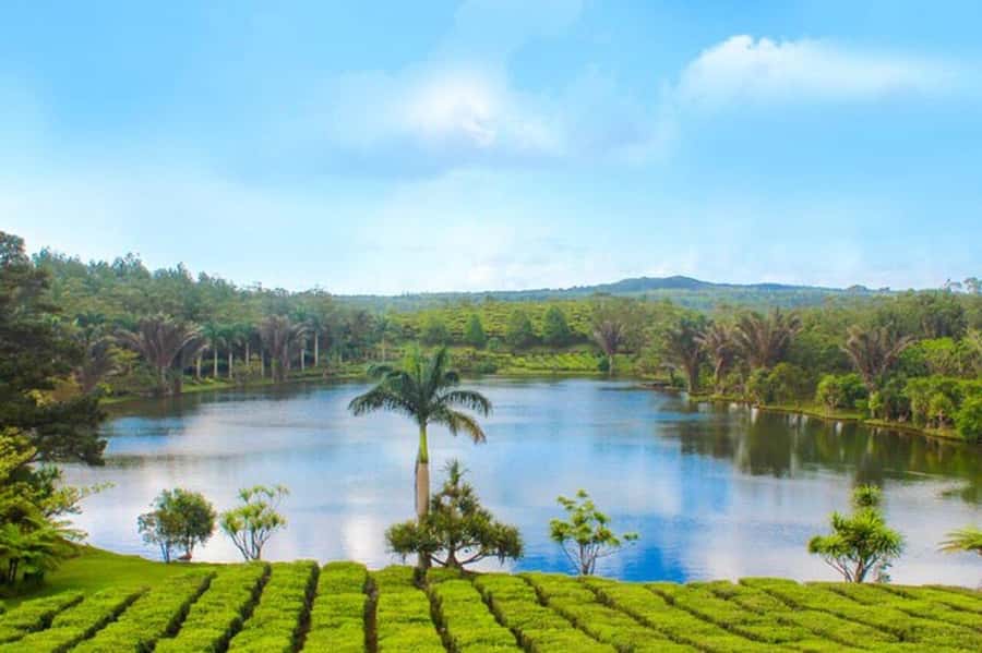 Mauritius: Tea, Rum and Vanilla Route with Lunch and Pickup - Key Things to Know Before You Go