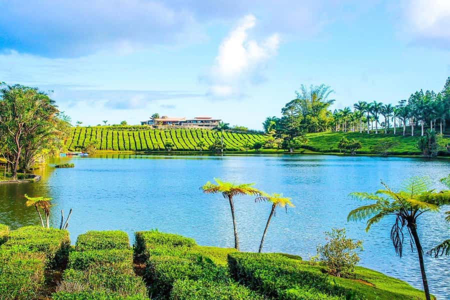 Mauritius: Tea, Rum and Vanilla Route with Lunch and Pickup - Le Domaine de Saint Aubin: Vanilla, Spices, and Rum