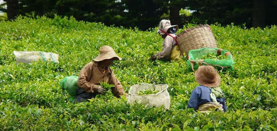 Mauritius: Tea, Rum and Vanilla Route with Lunch and Pickup - Price and What You Actually Get for $310