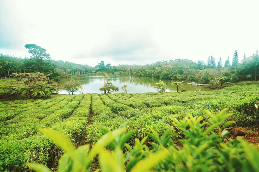 Mauritius: Tea, Rum and Vanilla Route with Lunch and Pickup - Le Domaine des Aubineaux: A Colonial Mansion Museum First