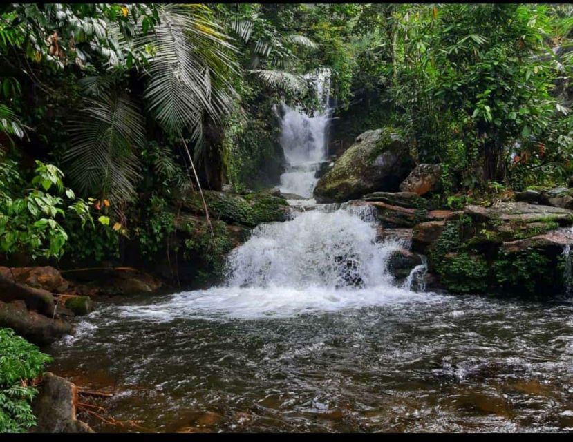 Munnar: Tea Garden and Elephant Safari Trip by 4x4 - Anakulam elephant watching: go in ready for patience