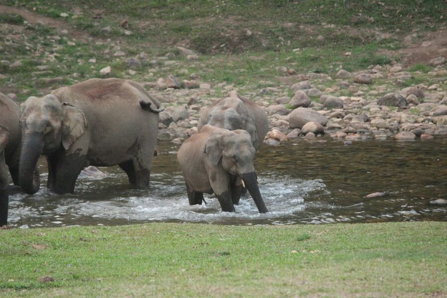 Munnar: Tea Garden and Elephant Safari Trip by 4x4 - Price and what you actually get for around $98