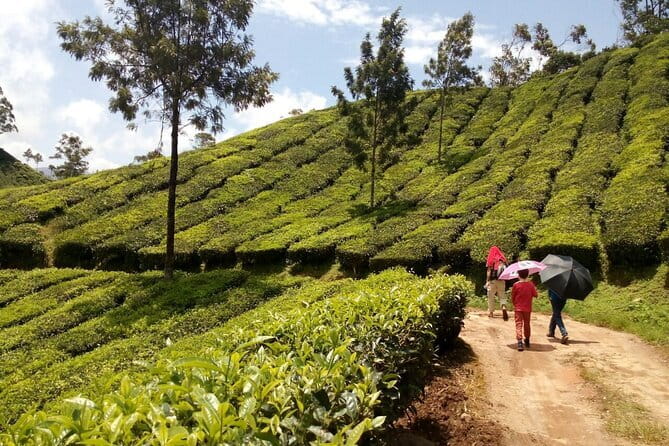 Munnar Tea Plantation Evening walking with Sunset View - Rijo Villa meeting point and the 3:30 pm start that makes sense