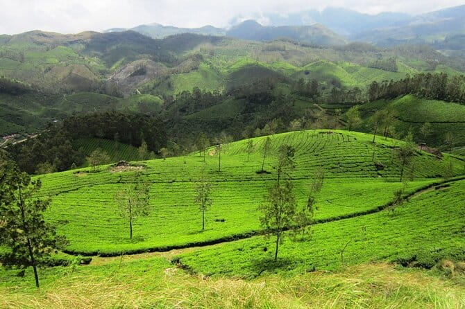Munnar Tea Plantation Evening walking with Sunset View - Pothamedu Viewpoint trek: tea, coffee, cardamom, and the road below