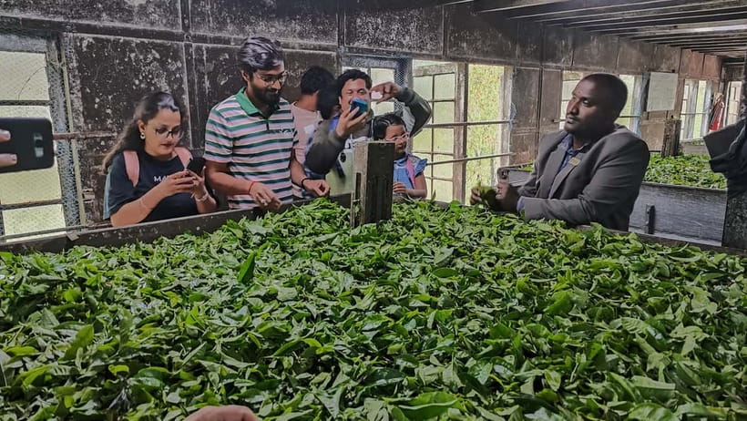 Munnar: Tea trail, Tea Factory, and Tea Tasting Tour - Key things to know before you go