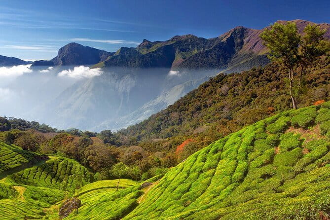 Munnar Tea Trail Tour , Tea factory visit & Tea Tasting - Meeting point and flow: what your 3 hours look like on the ground