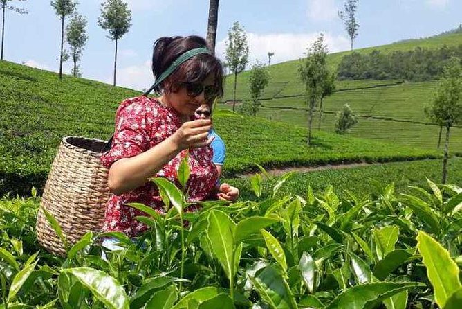 Munnar Tea Trail Tour with Factory Experience ( By Munnar Info) - Key highlights to expect on the Tea Trail