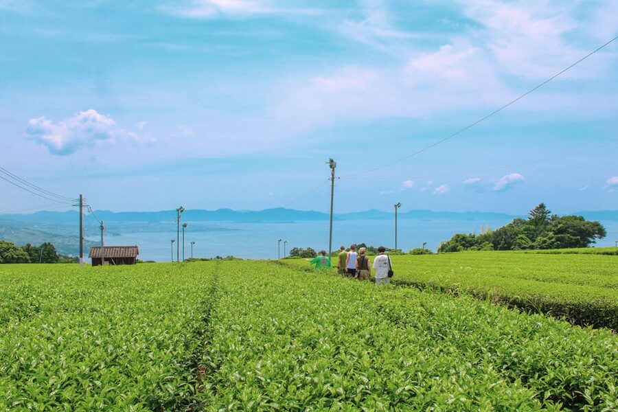 Nagasaki: Explore Japanese Teas on a Tea Tour - Sonogi tea fields: why the view isn’t just scenery