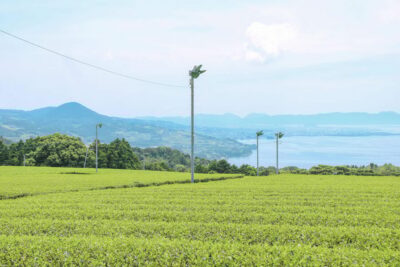 Nagasaki: Explore Japanese Teas on a Tea Tour - Your tasting lineup: more than one kind of green tea