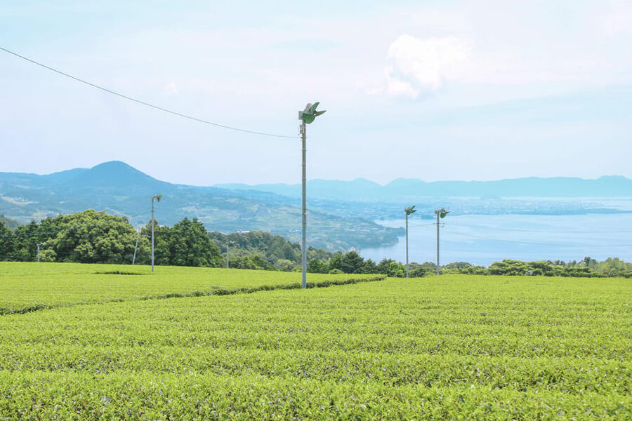 Nagasaki: Explore Japanese Teas on a Tea Tour - Your tasting lineup: more than one kind of green tea