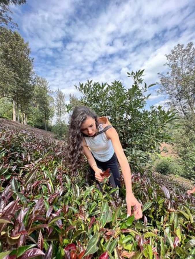 Nairobi: Purple Tea Farm Gatura Greens Day Trip - Key things that make this day trip special