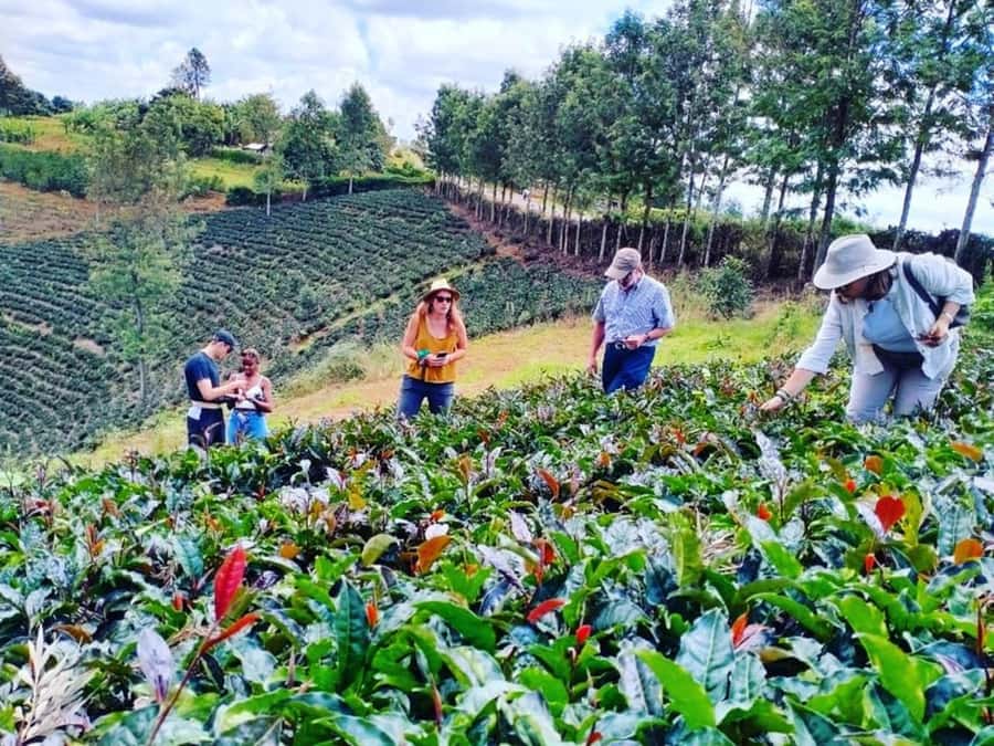 Nairobi: Purple Tea Farm Gatura Greens Day Trip - A Purple Tea Farm Day Trip Right Outside Nairobi