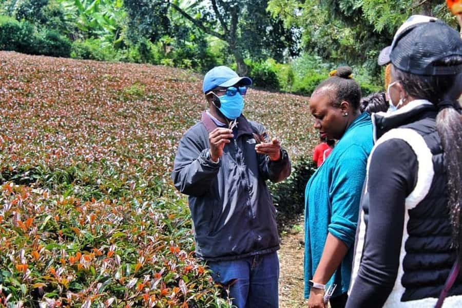 Nairobi: Purple Tea Farm Gatura Greens Day Trip - Bamboo forest trek and waterfall swim: the part you’ll feel in your legs