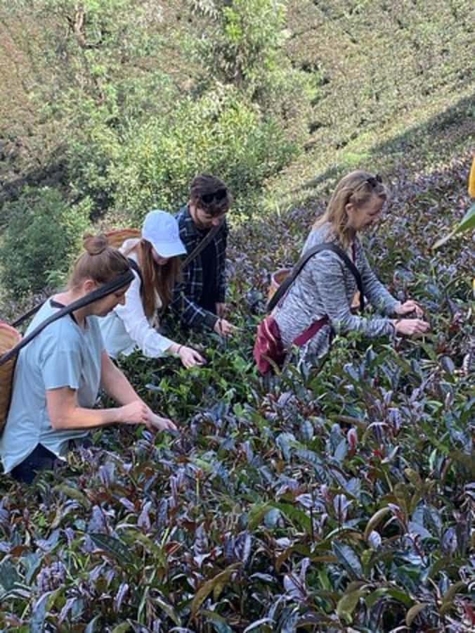 Nairobi: Purple Tea Farm Gatura Greens Day Trip - Who this tour suits (and who should think twice)
