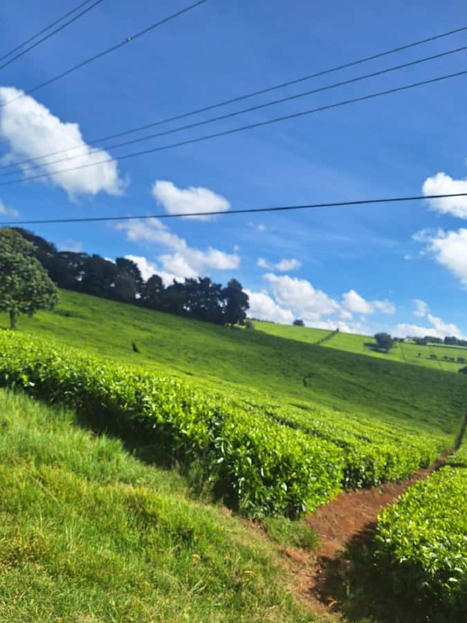 Nairobi: Tea Farm Day Trip with Lunch at kiambethu - Key things that make this tea farm trip worth your time