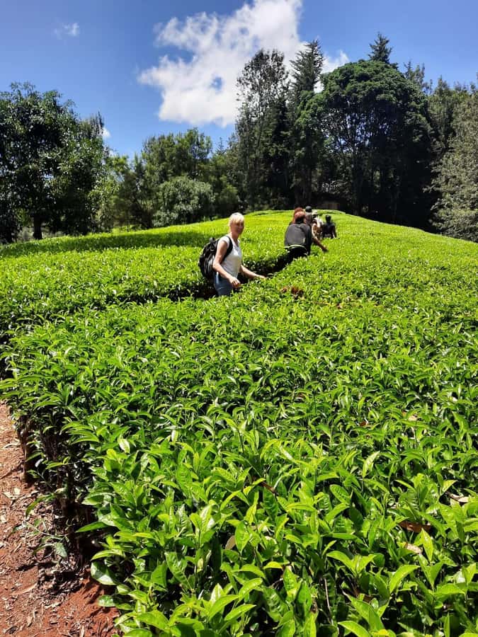 Nairobi: Tea Farm Day Trip with Lunch at kiambethu - Getting There: pickup zones, tour van/car, and the one thing to double-check