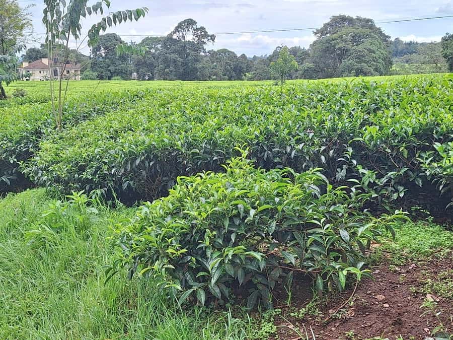 Nairobi: Tea Farm Day Trip with Lunch at kiambethu - Tea Farm Tour at Kiambethu: fields, purple tea, and how picking actually works