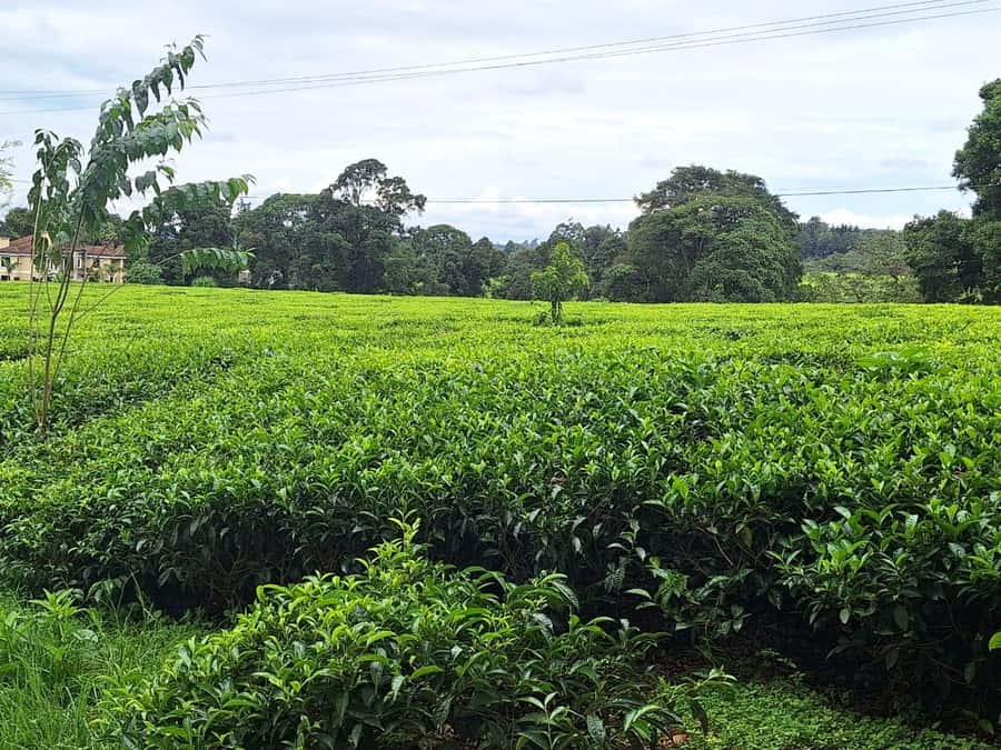 Nairobi: Tea Farm Day Trip with Lunch at kiambethu - Lunch at 1 PM: three courses, farm-fresh buffet energy, and what to expect