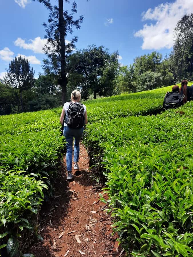 Nairobi: Tea Farm Day Trip with Lunch at kiambethu - Price and value: $44 tour cost vs the extra $42 entry fee