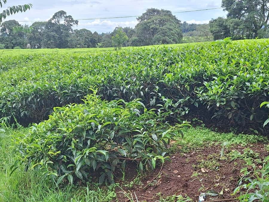 Nairobi: Tea Farm Day Trip with Lunch at kiambethu - Timing Matters: 11 AM start, lunch around 1 PM, and a full 7 hours
