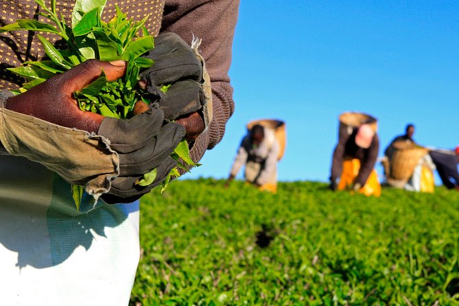 Nairobi to Kiambethu Tea Farm Tour - Key highlights worth planning for