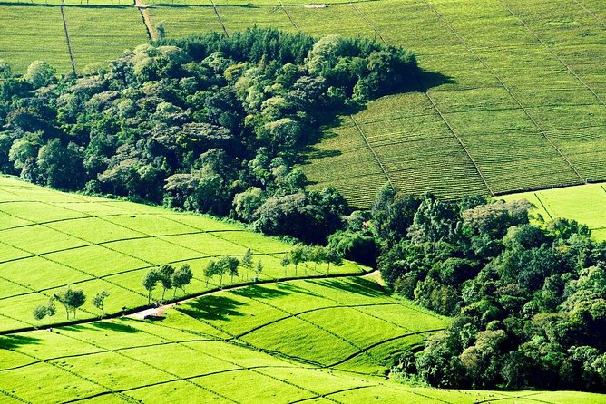 Nairobi to Kiambethu Tea Farm Tour - Nairobi to Kiambethu: a half-day escape that still feels efficient