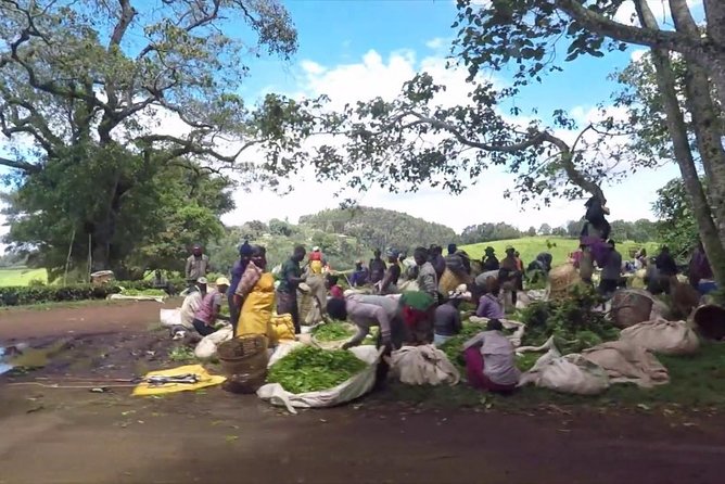 Nairobi to Kiambethu Tea Farm Tour - The verandah pre-lunch break and Ngong Hills views