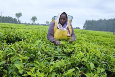 Nairobi to Kiambethu Tea Farm Tour - Walking the indigenous forest: plant spotting with a local guide