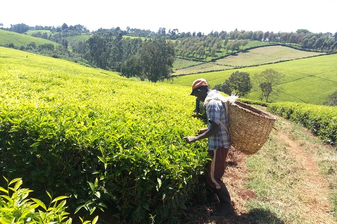Nairobi to Kiambethu Tea Farm Tour - Lunch at a tea farm: 3 courses, buffet style, and included tastings