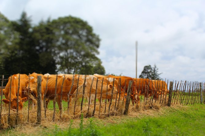Nairobi to Kiambethu Tea Farm Tour - When this Kiambethu tour is a great fit (and when it’s not)