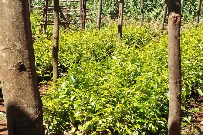 Nairobi to Kiambethu Tea Farm Tour - A few practical tips before you go