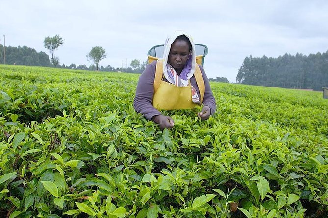 Nairobi to Kiambethu Tea Farm Tour - Walking the indigenous forest: plant spotting with a local guide