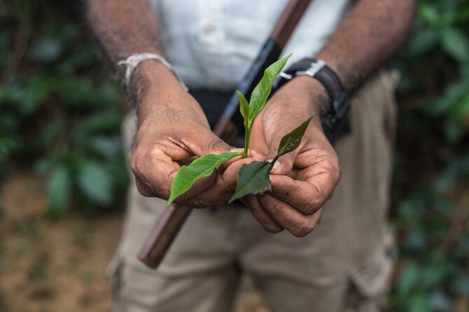Nandana Tea Walking Tour in Sri Lanka - Key highlights worth your time