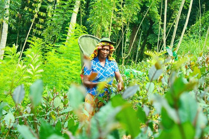 Nandana Tea Walking Tour in Sri Lanka - Tea Tasting Session: Learn to Compare Flavors Fast