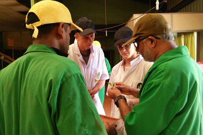 Nandana Tea Walking Tour in Sri Lanka - Who Should Book This Tea Walking Tour, and Who Might Skip It
