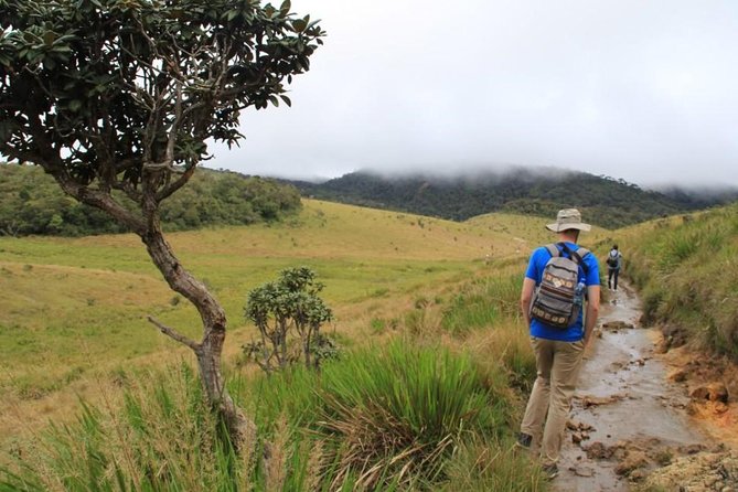 Nuwara Eliya: All Inclusive Horton Plains & Tea Plucking Day Trip - Key highlights at a glance