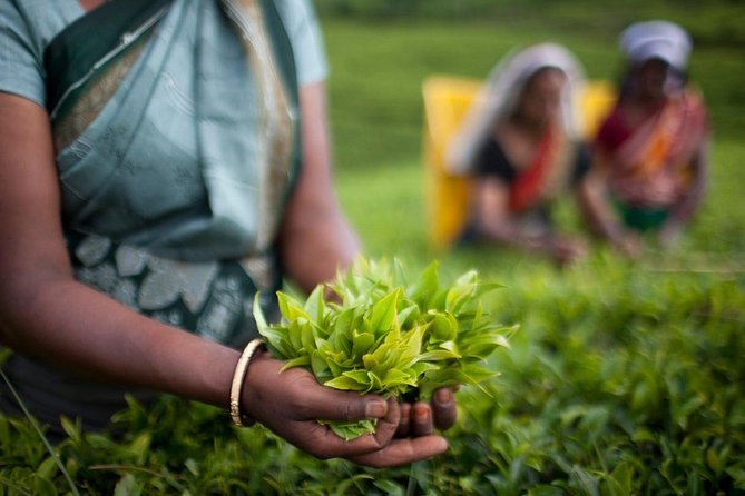 Nuwara Eliya: All Inclusive Horton Plains & Tea Plucking Day Trip - The guided walk to World’s End (and what you’re actually looking for)