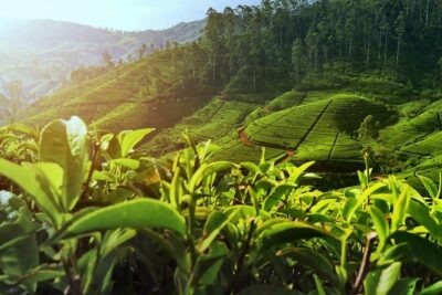 Nuwara Eliya: All Inclusive Horton Plains & Tea Plucking Day Trip - 6:00am pickup: why the early start matters here