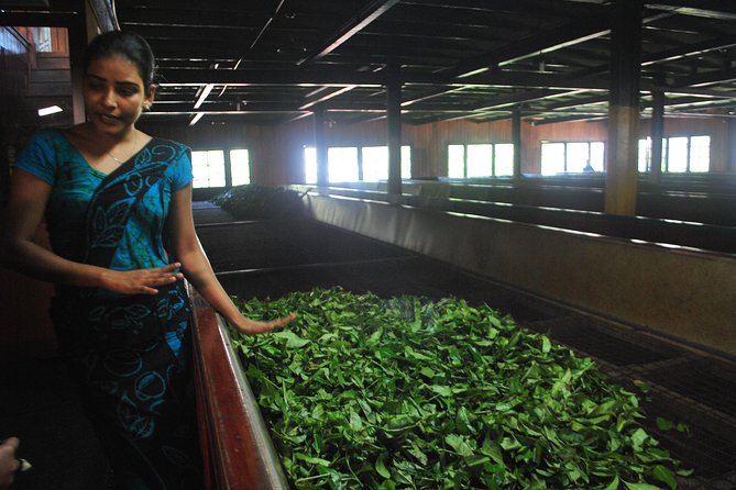 Nuwara Eliya: All Inclusive Horton Plains & Tea Plucking Day Trip - Pedro Tea Factory: what you’ll learn about Ceylon tea