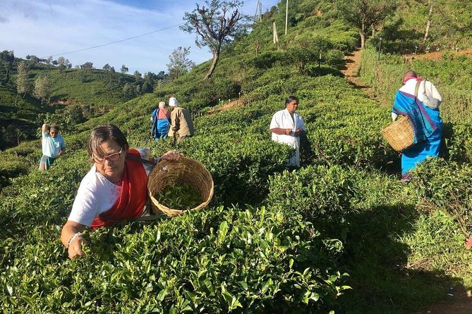 Nuwara Eliya: All Inclusive Horton Plains & Tea Plucking Day Trip - What you’re really paying for in the $93 price