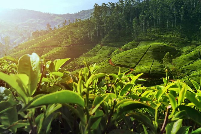 Nuwara Eliya: All Inclusive Horton Plains & Tea Plucking Day Trip - 6:00am pickup: why the early start matters here