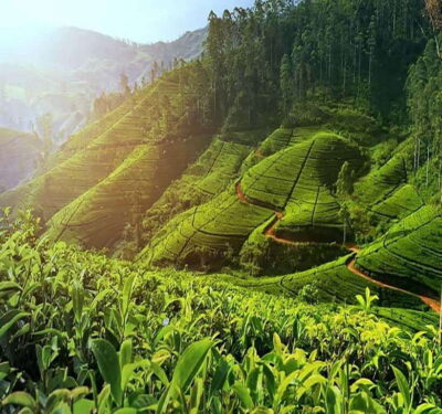 Nuwara Eliya: Tea Factory and Pickle Waterfalls Tuk Tuk Tour - Damro Labookellie Tea Centre and Tea garden: your first taste of Ceylon tea