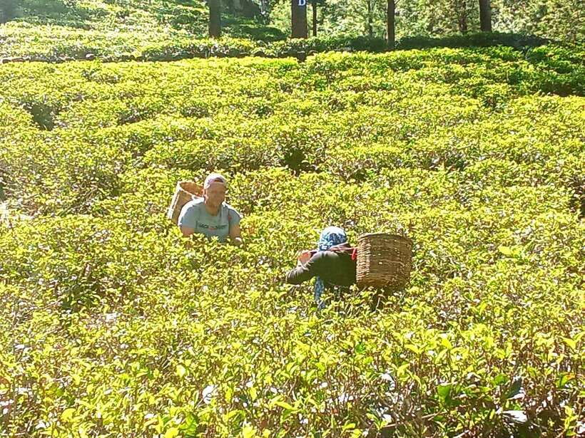 Nuwara Eliya: Tea Factory and Pickle Waterfalls Tuk Tuk Tour - Puna Ella Falls in Ramboda: smaller, colder, calmer