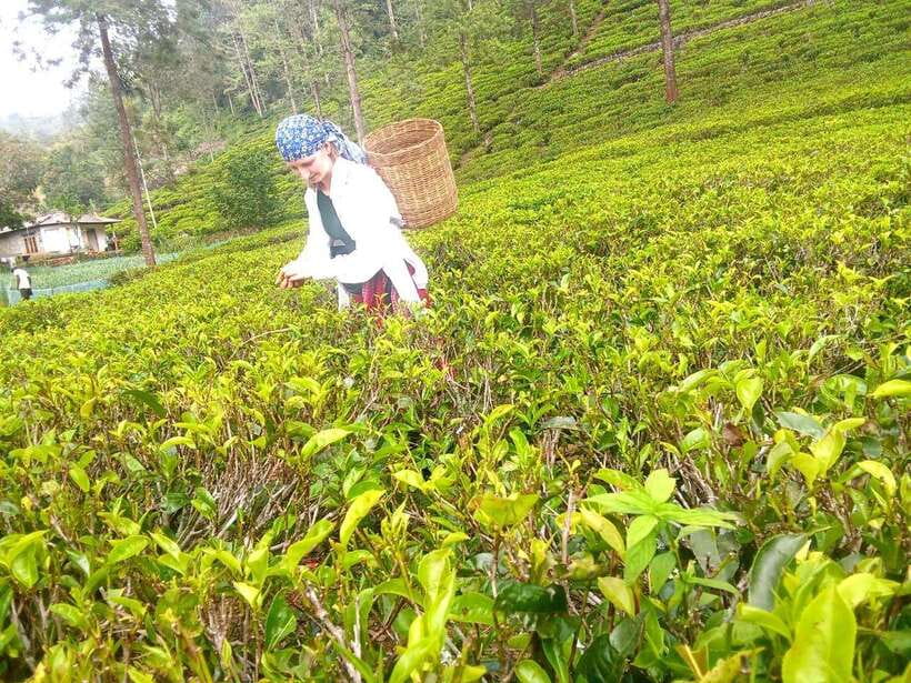 Nuwara Eliya: Tea Factory and Pickle Waterfalls Tuk Tuk Tour - Price and value: is $33 per person actually fair?